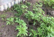 Тысячу кустов конопли выращивал на приусадебном участке житель Алматинской области