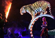 Животные не умрут от голода. Цирковая труппа, застрявшая в Актау из-за карантина, получила миллион тенге