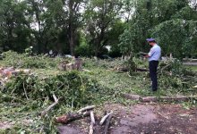 Скандал в Петропавловске. Кто и зачем вырубает сквер в центре города