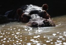 «Никто не голодает, но трудности есть»: как переживает карантин Алматинский зоопарк