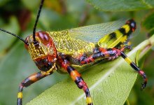 Казахстан обеспокоен возможным нашествием саранчи