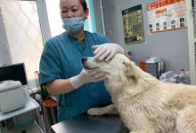 "Душили дверцей холодильника" - зоозащитники рассказали о состоянии собаки из Атырау