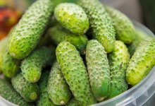 Огурцы по 100 тенге. Тепличные хозяйства Казахстана на грани банкротства и сокращают работников