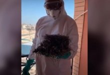 Металлическое гнездо свили голуби в Актау