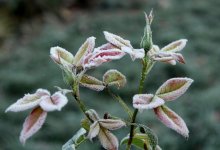 Заморозки ожидаются в нескольких регионах Казахстана