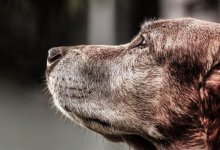 Общественники и волонтеры негодуют: В Балхаше требуют прекратить убивать собак