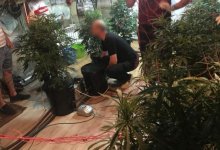 Павлодарец вырастил в гараже элитной конопли на 14 млн тенге, но продать не получилось