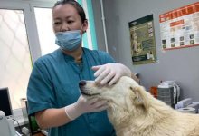 Едва не задушенную собаку из Атырау хотят забрать в США