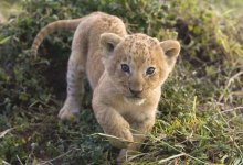 Суд конфисковал у жителя Павлодара африканского львенка