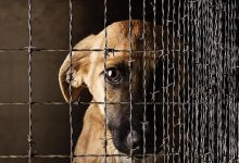 Министр экологии: жестокое обращение с животными - показатель культуры казахстанцев