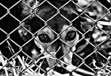 Казахстанцы требуют наказывать живодеров лишением свободы на 5-7 лет