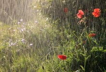 Дожди придут в большинство регионов Казахстана 13 июня