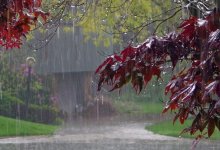 Дожди с грозами ожидаются на большей части Казахстана 15 июня