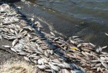 Стало известно из-за чего погибли сотни рыб в Актюбинской области