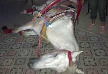 После ЧП с упавшей без сознания лошадью в парке Актау запретят катание на животных