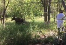 В Темиртау весь день ловили заблудившегося лося