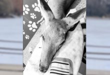 Водитель сбил косулю на трассе «Нур-Султан-Кокшетау» и скрылся с места ДТП