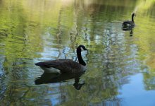 Жители Нур-Султана просят акимат не осушать озеро на левом берегу