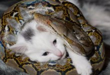 Кормил питона котятами: Карагандинец опроверг живодерское меню своих змей