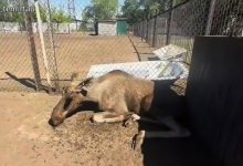 Умер лось, которого целый день ловили в Темиртау