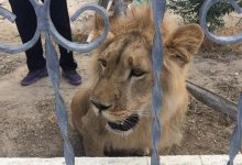 Потерявшегося львенка поймали в Мангистауской области