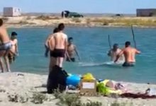 Тюленя забили палками и камнями на пляже в Мангистау