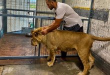 Внук Елбасы построит вольер для потерявшегося львенка из Актау