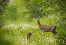 Глава парка в СКО за взятку велел подстрелить косулю