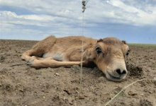 Трогательное видео спасения сайгака появилось в сети