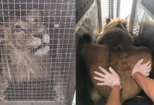 Львенок из Актау готовится к перелету в Алматы