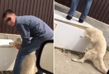 Возобновили уголовное дело в отношении садиста, душившего собаку в Атырауской области