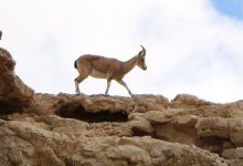 В Казахстане запустили проект по сохранению джейранов