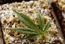 Бисквиты с марихуаной, смартфоны и алкоголь. Что передают заключенным в Казахстане