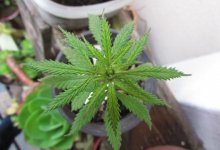 Креативный садовник: в Москве парковку элитного ЖК украсили горшками с марихуаной