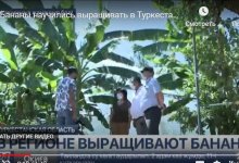 40 банановых деревьев в огороде посадила жительница Туркестанской области