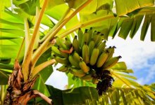 Автомобили из бананов предлагают производить ученые