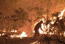 Из-за жары в Казахстане горят леса и степи