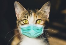 Усатые-полосатые: как во время пандемии выживают котокафе в Нур-Султане