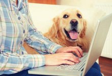 Казахстанцев приглашают обсудить закон «Об ответственном отношении к животным»