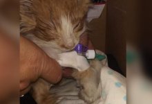 Умер третий замученный детьми котенок в Караганде