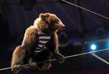 В Алматы животные цирка могут остаться без питания