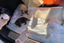 В Нур-Султане 15 щенков положили в мешки и оставили в кузове авто