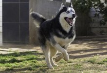 Собака напала на семилетнюю девочку в Костанае