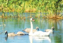 Экологи сообщили, что в Нур-Султане засыпают озеро Малый Талдыколь