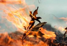 Пожар на площади 23 гектара произошел в Каркаралинском нацпарке