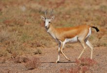 Двух джейранов убили в Жамбылской области
