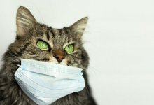 Кошачье лекарство останавливает распространение коронавируса у человека - ученые