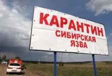 Грозит ли Казахстану вспышка сибирской язвы, ответили в Минсельхозе