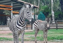 Алматинский зоопарк объявил конкурс на кличку для детеныша зебры
