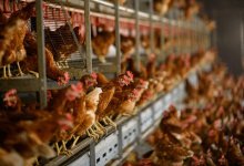 Жители Омска устроили геноцид курицам, убив полтора миллиона птиц